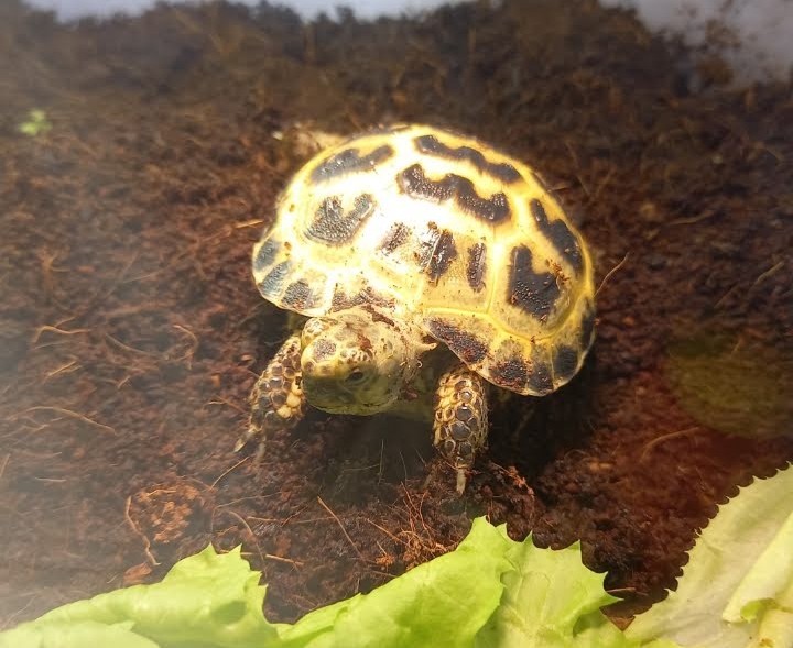 Schildpad Trucker