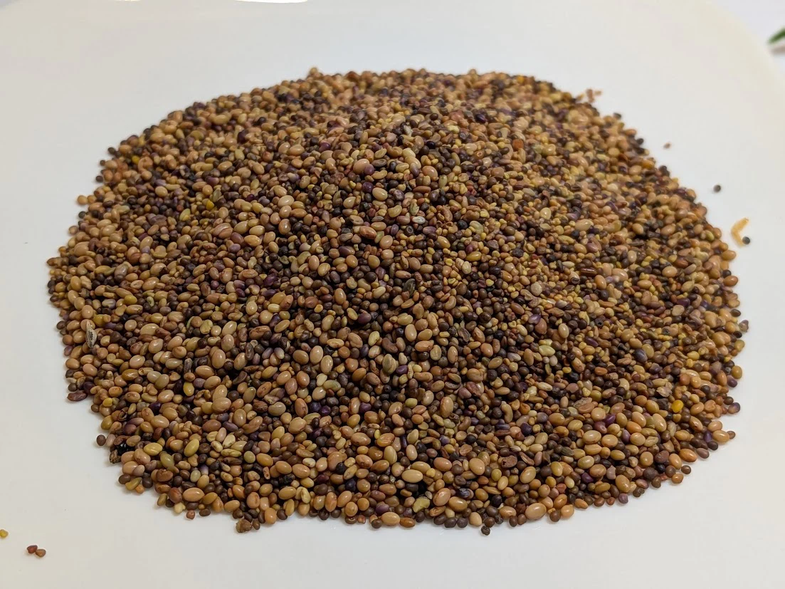 Natuurlijke Klaver- & Kruidenzaadmix voor Landschildpadden – 50 gram