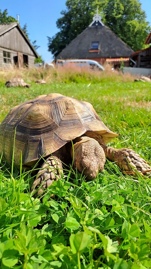 Schildpad Jappie