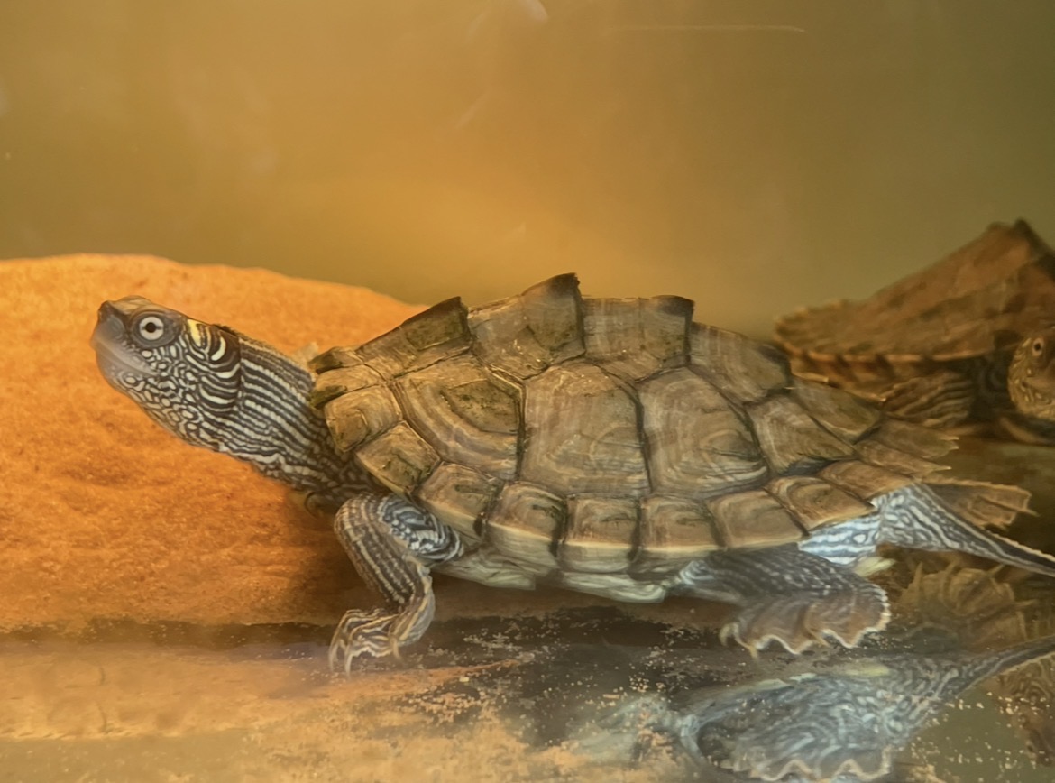Schildpad Bosch