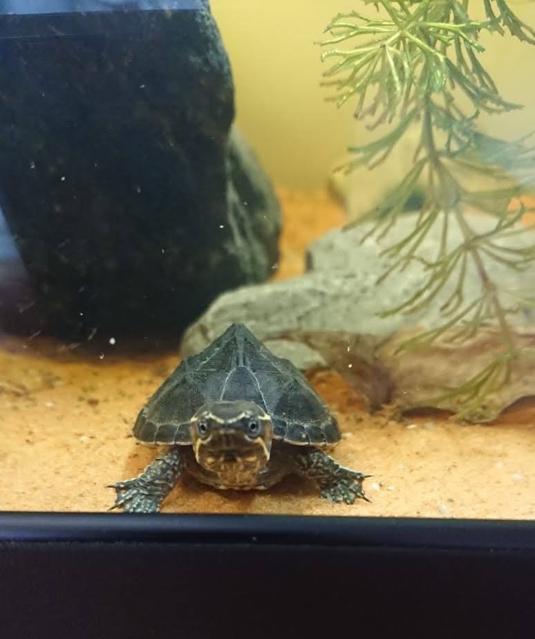 Schildpad Houdini