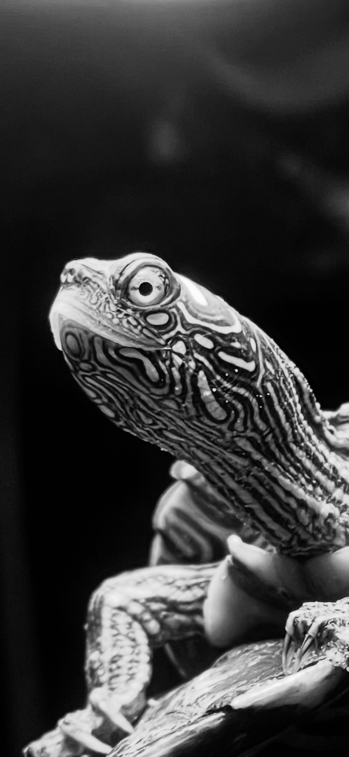 Schildpad Elmo