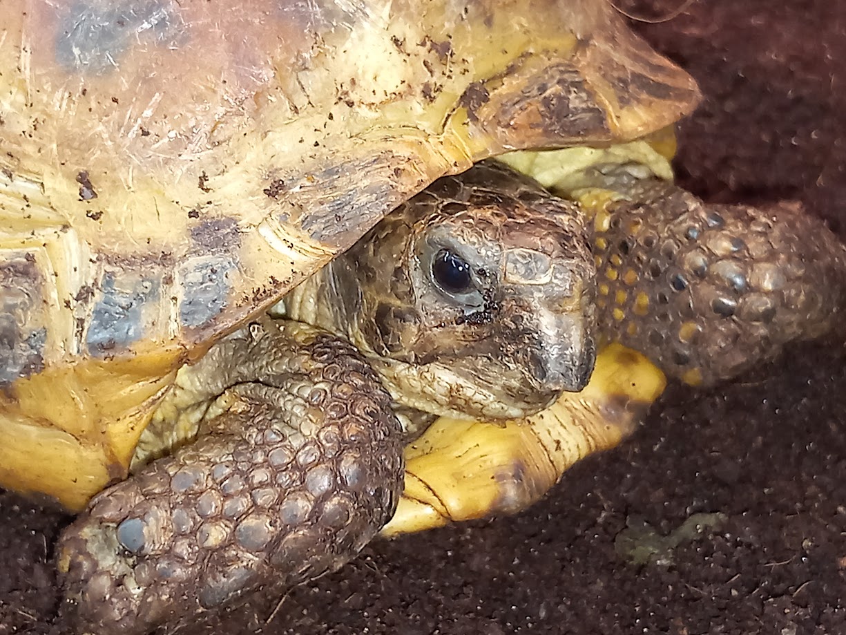 Schildpad Saai