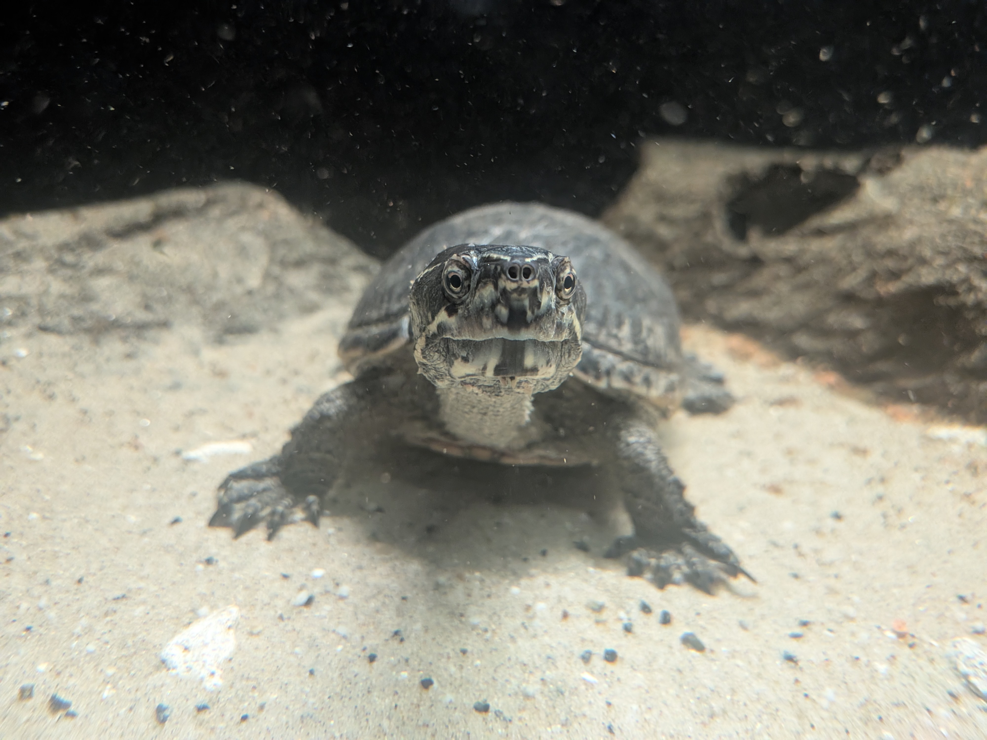Schildpad Houdini
