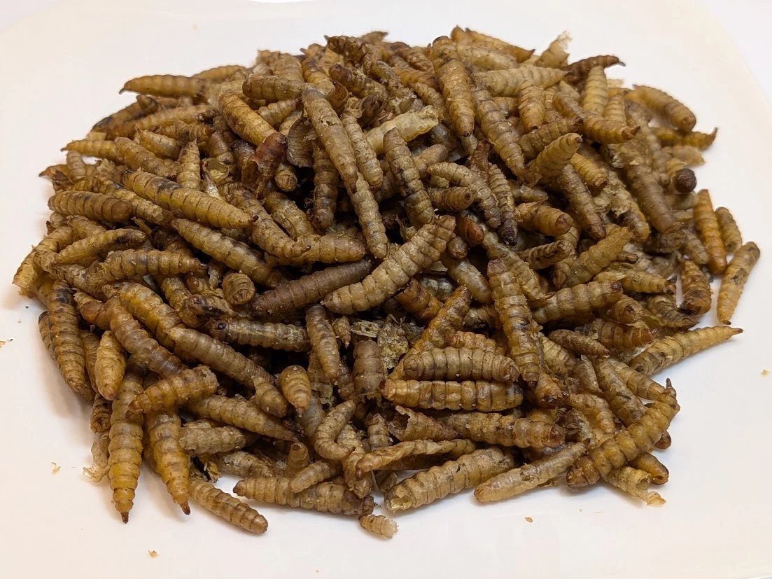 Calciumwormen / Black Soldier Fly Larven – 1000 ml