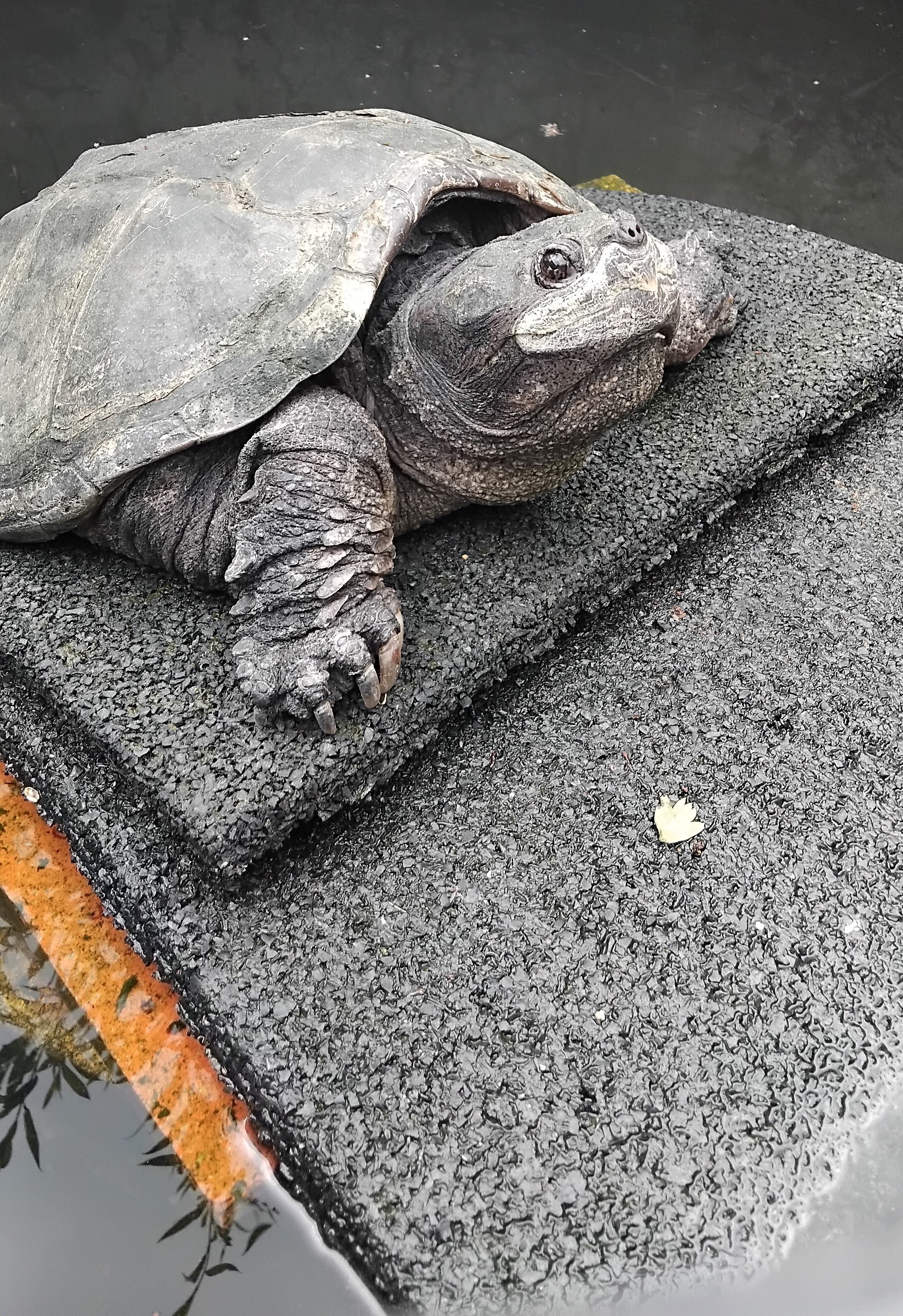 Schildpad Browser