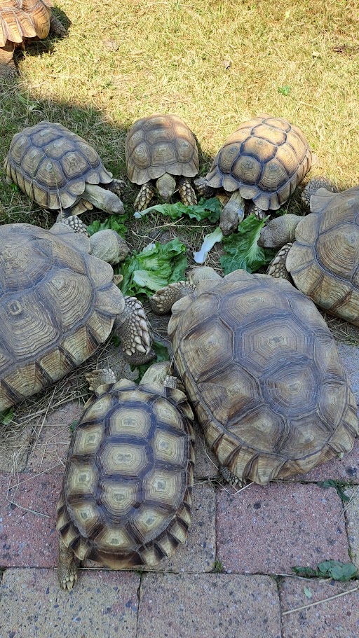 Sulcata groep 1