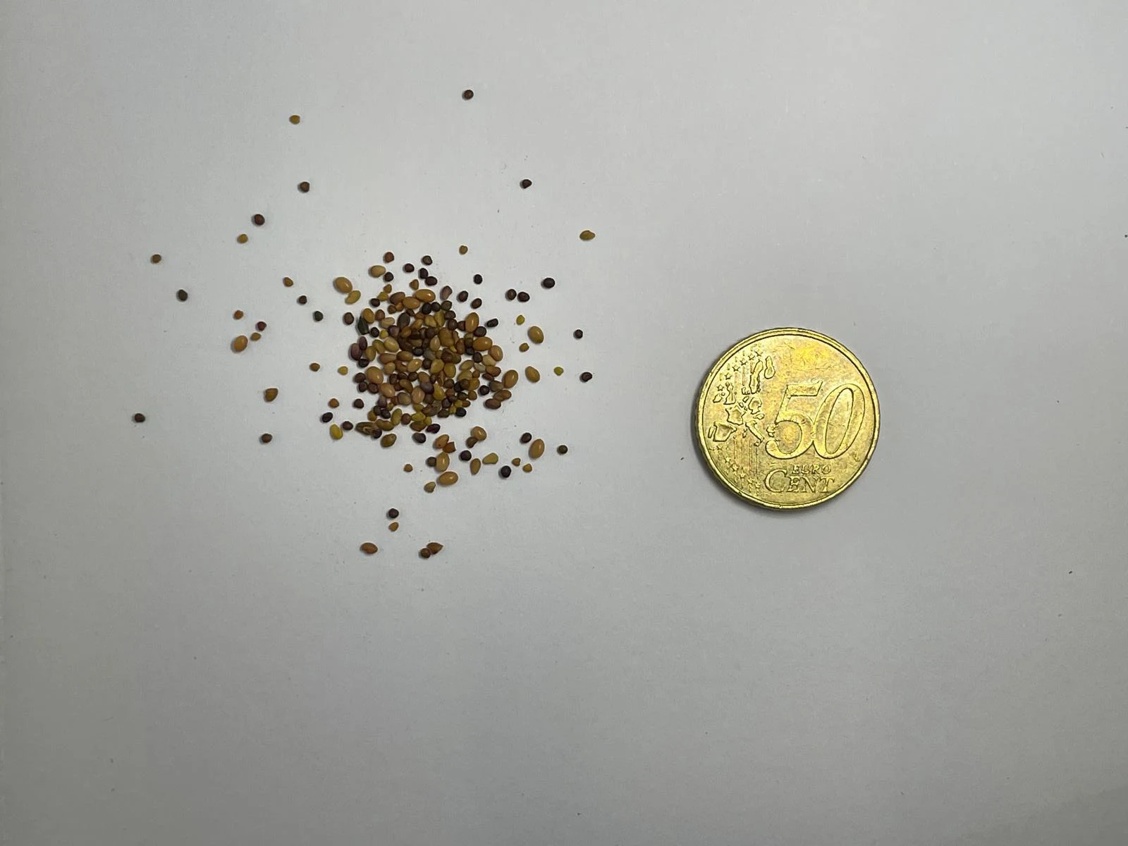 Natuurlijke Klaver- & Kruidenzaadmix voor Landschildpadden – 50 gram – foto 2