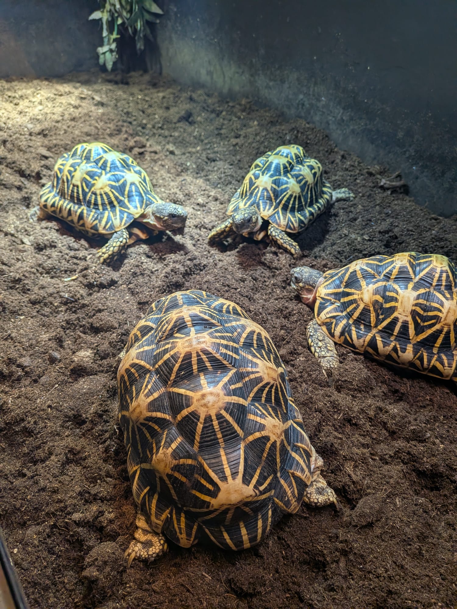 Sterschildpadden