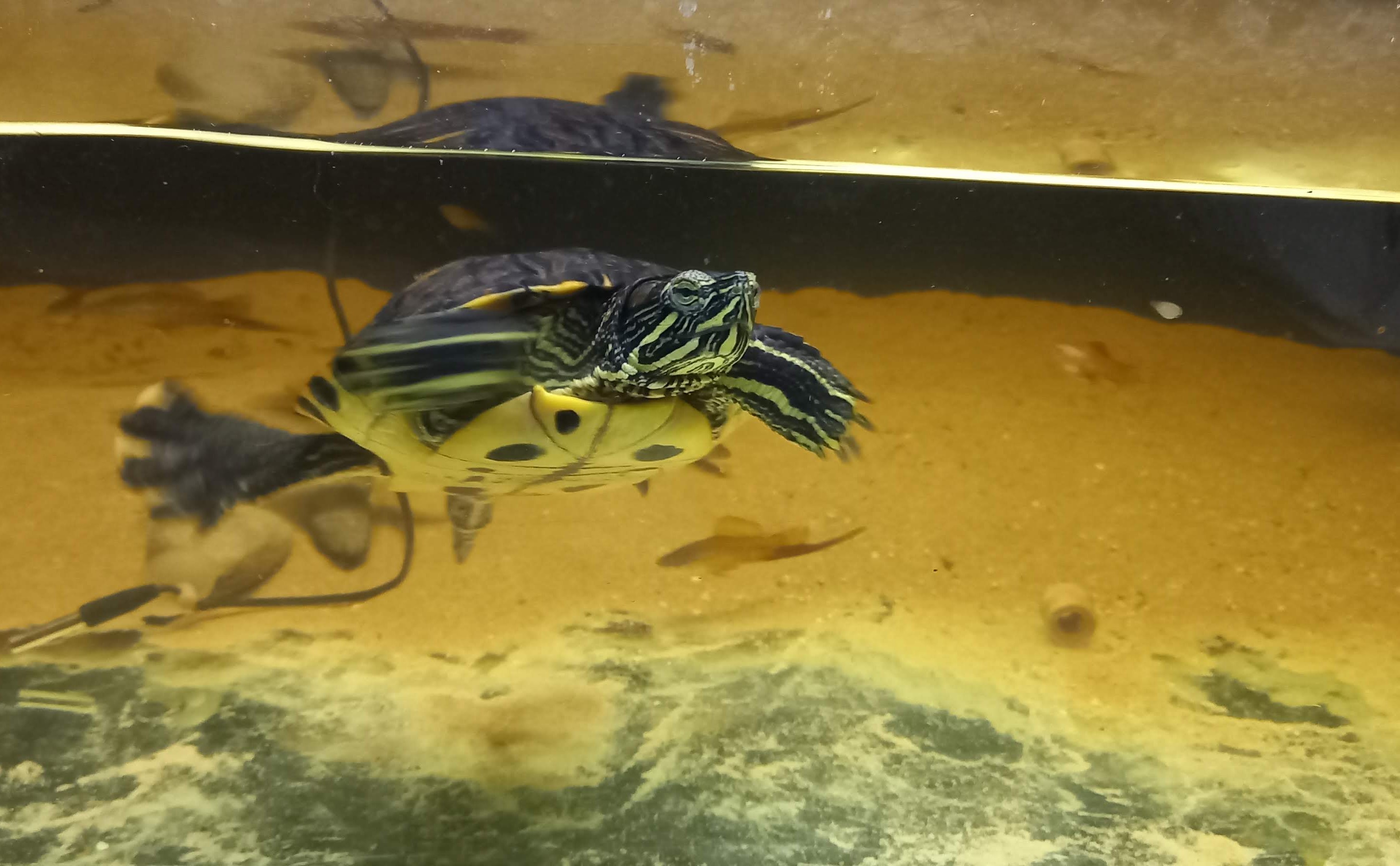 Schildpad Stoffel