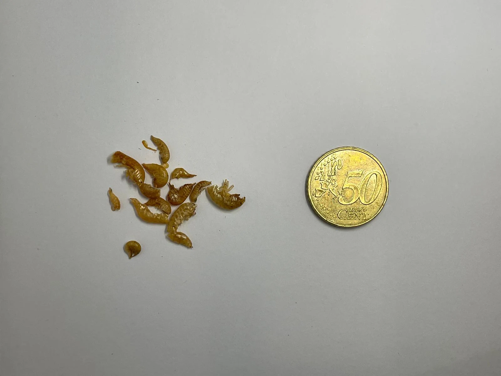 Gedroogde Gammarus (vlokreeftjes) 1000 ml – foto 2