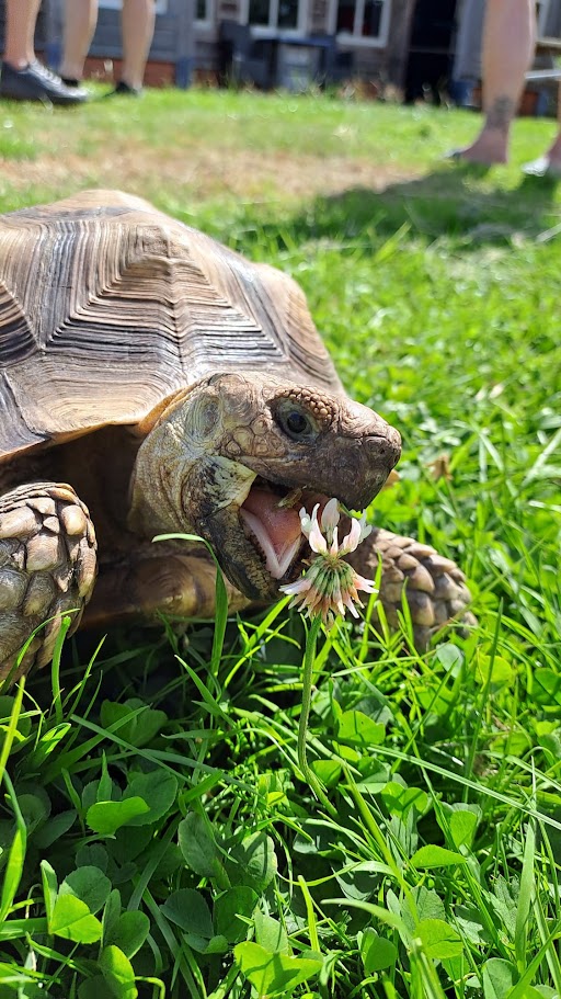 Schildpad Jappie