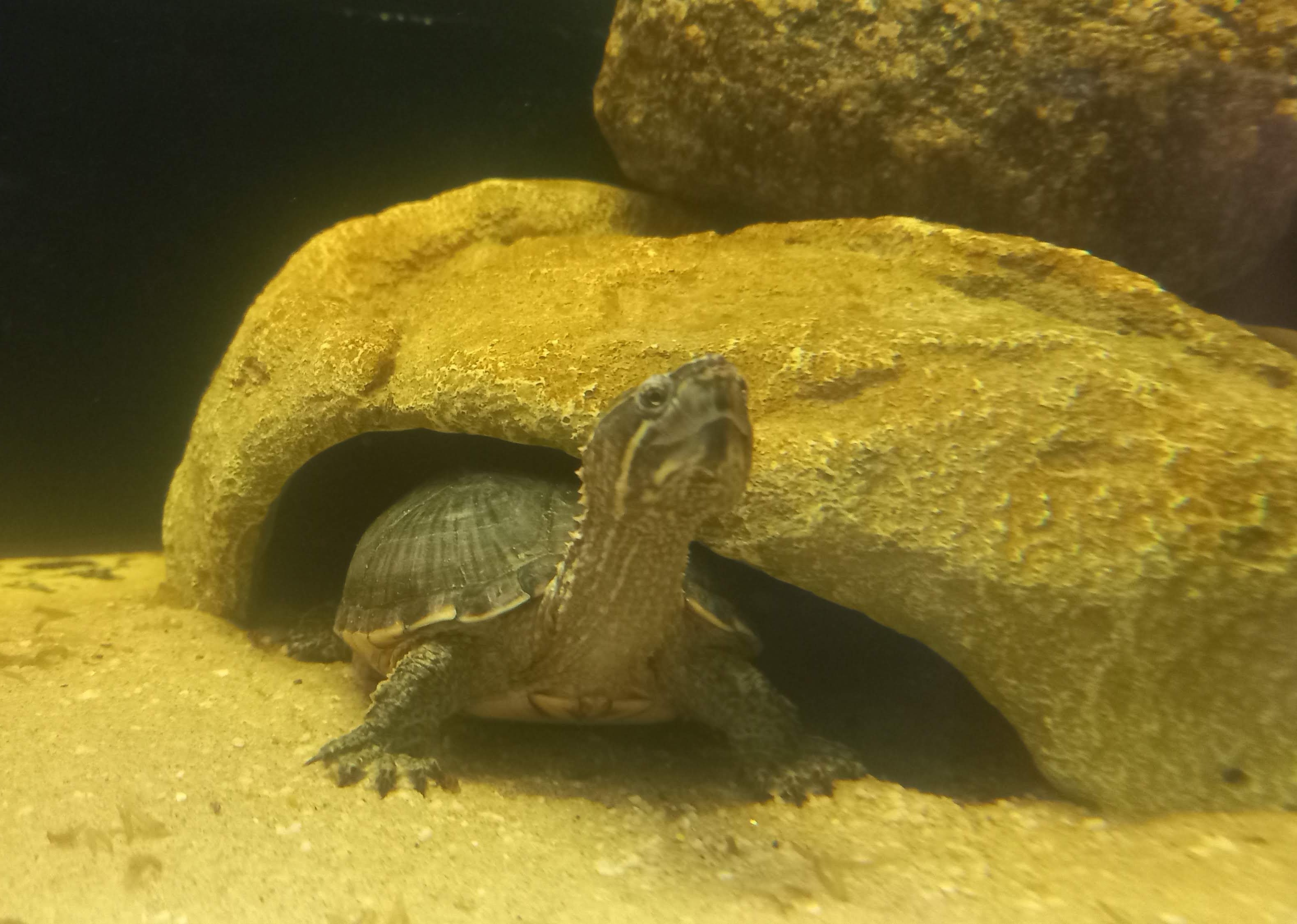 Schildpad Joey