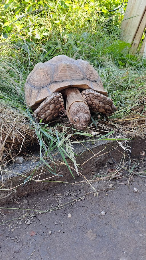 Schildpad Jappie