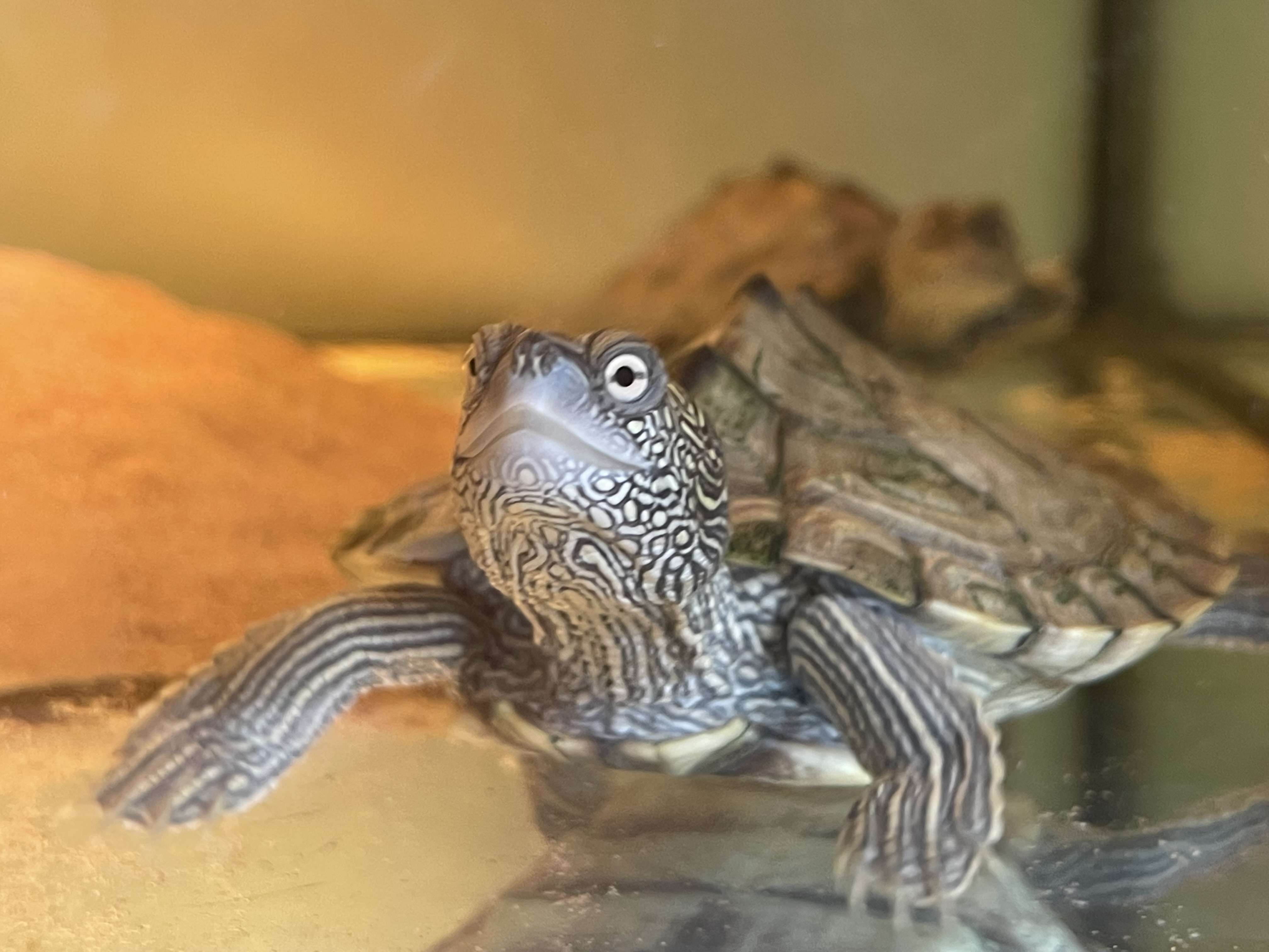 Schildpad Makita