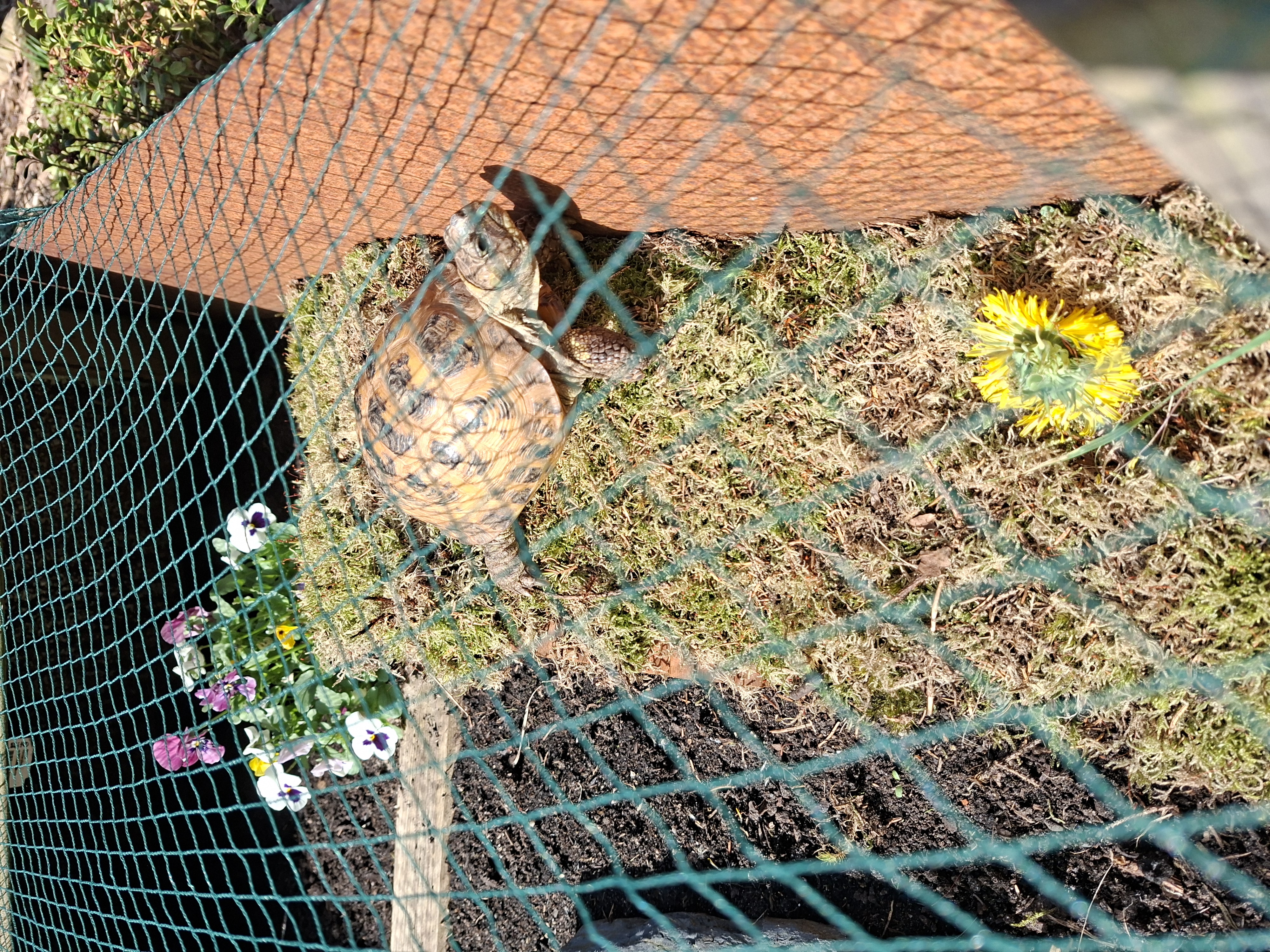 Schildpad Kleintje