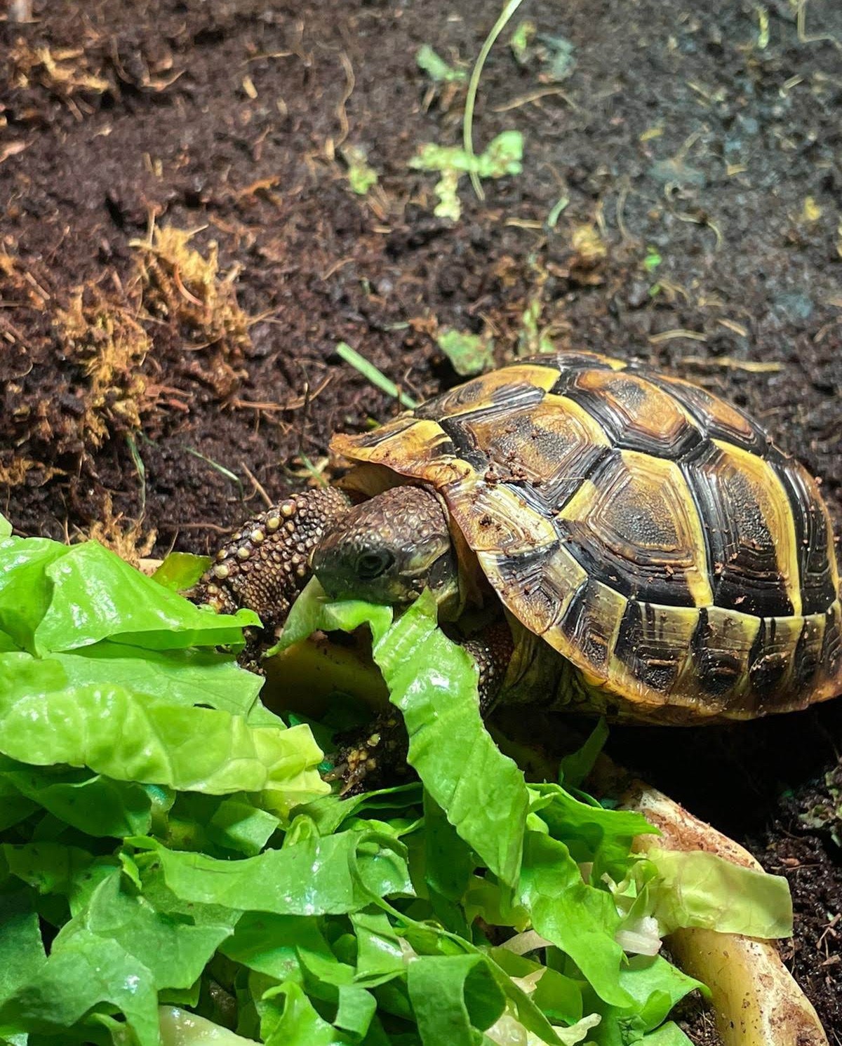 Schildpad Spyro