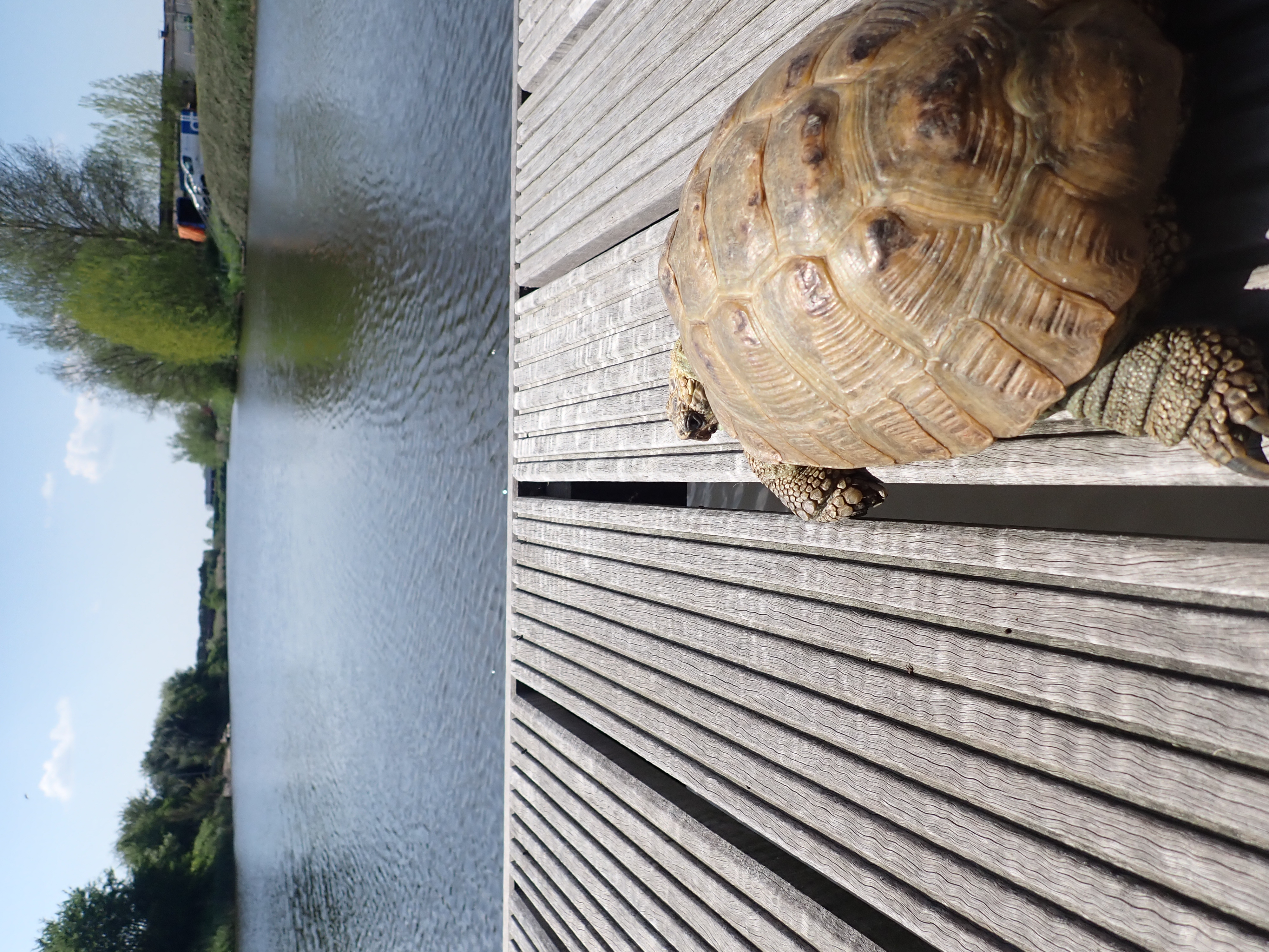 Schildpad Kobus