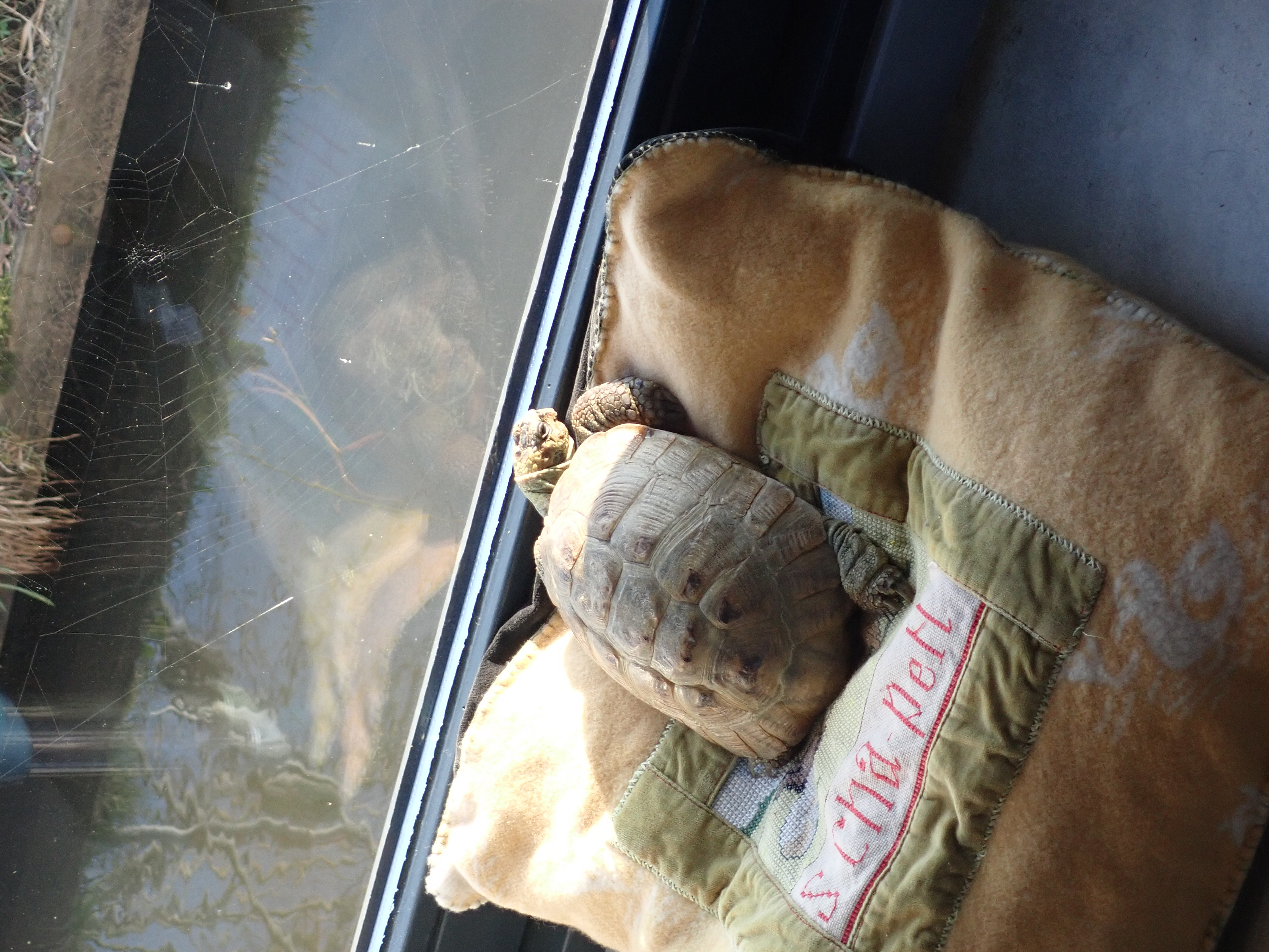 Schildpad Kobus