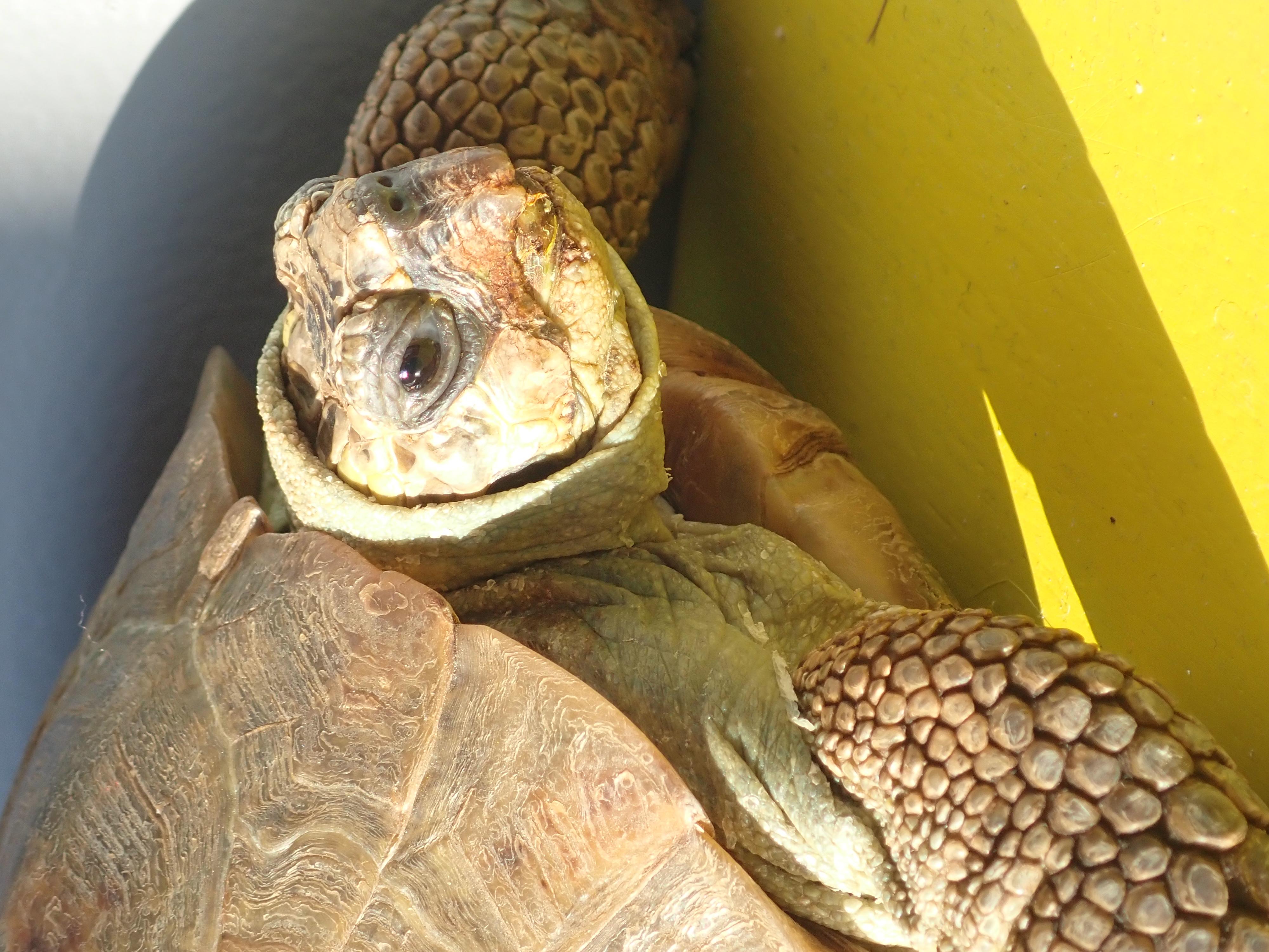 Schildpad Kobus